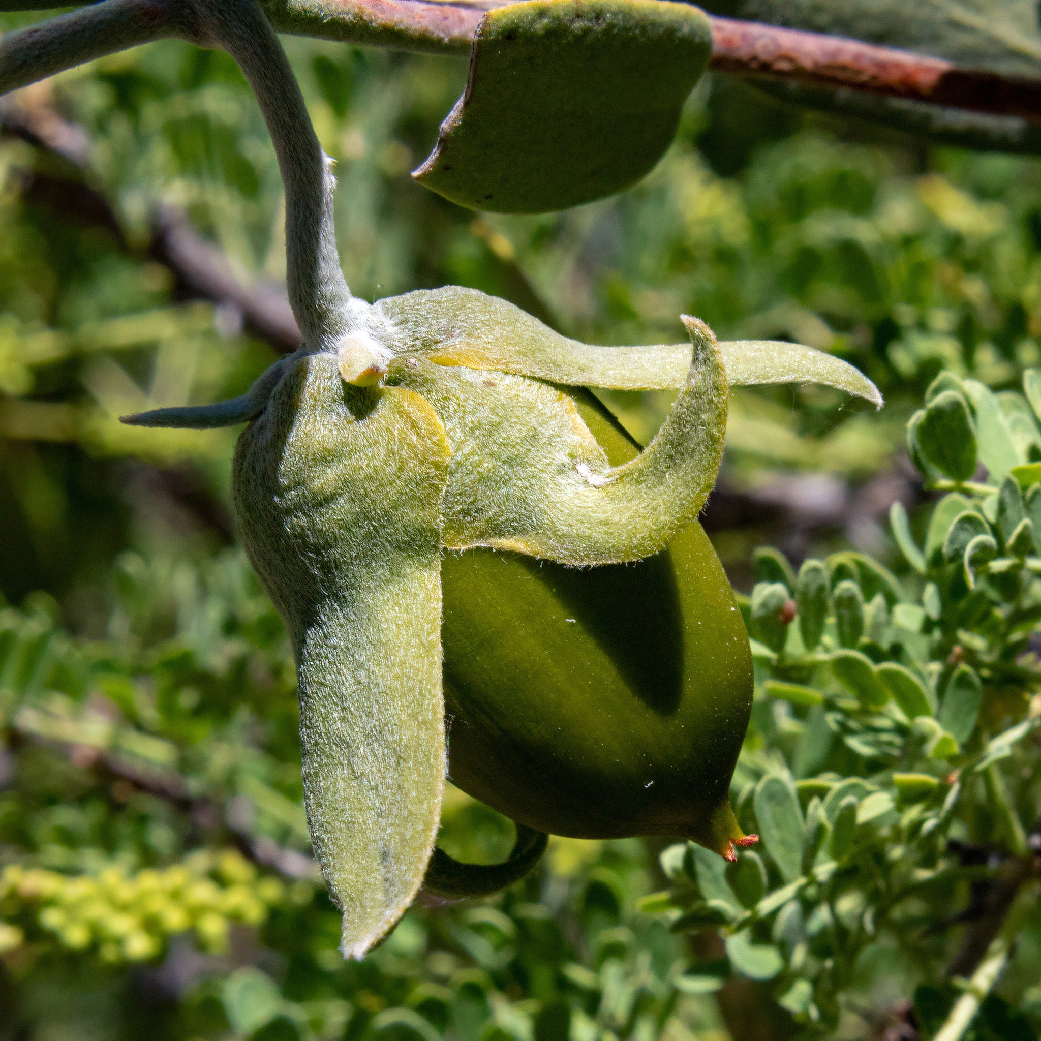 Jojoba Oil
